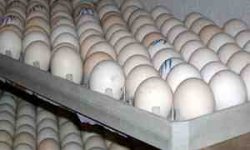اجرای طرح ذخیره‌سازی 5 هزار تن تخم‌مرغ آغاز شد.
