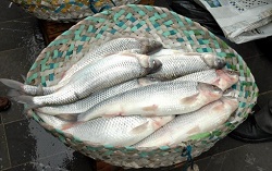 قیمت ماهی سفید و آمور پرورشی برای شب عید