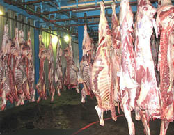 70 درصد واردات گوشت در دستان مافیاست