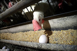 کشتارگاه‌ها یکی از عوامل گرانی مرغ هستند