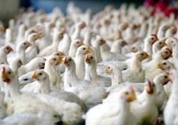 آمادگی بزرگترین کشتارگاه مرغ برای تامین ۵۰درصد مرغ تهران