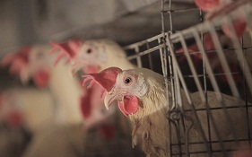 علت قاچاق چهار هزار کیلوگرم مرغ زنده در رشت