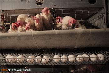 هشدار مرغداران به مسئولان: اگر با گرانی تخم‌مرغ برخورد کنید؛ شکایت می‌کنیم