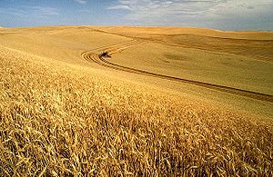 ایران در یک هفته 500000 تن گندم از بازار اروپا خرید