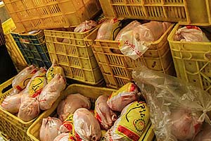 ضبط 1.6 میلیون قطعه مرغ به دلیل بهداشت/ بازرسی از کشتارگاه‌های دام و طیور