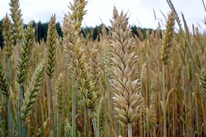 افزایش نرخ خرید تضمینی گندم موجب بی نیازی از واردات می‌شود
