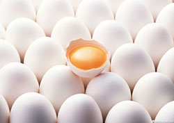 تخم مرغ گران نیست/ شانه‌ای ۷۲۰۰ تومان قیمتی متعادل است