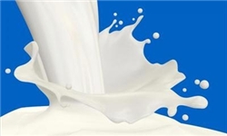 مخاطرات ورود «شیر فله‌ای» به سبد مصرف خانوار