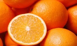 فراوانی پرتقال تامسون شمال در میادین