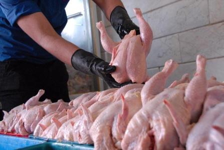 توزیع مرغ منجمد ۵۲۰۰ تومانی فردا در تهران آغاز می‌شود