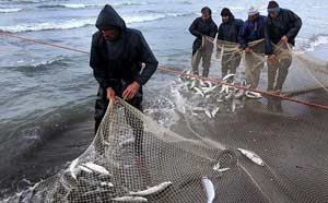 رکوردزنی صید ماهی در طول تاریخ فعالیت شیلات