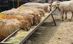 قیمت ۵ تا ۷ دلاری هر کیلوگرم گوسفند زنده در مرزهای غربی