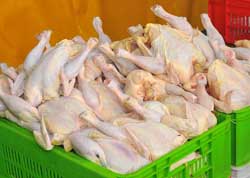 فریاد تولیدکنندگان مرغ گوشتی به آسمان است