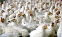 نارضایتی مرغداران از قیمت اعلام شده خرید مرغ