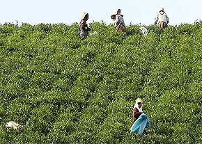 تعیین 28.8 میلیارد تومان یارانه برای چای