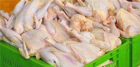 قیمت مرغ تا یک هفته دیگر به زیر ۶ هزار تومان می‌رسد