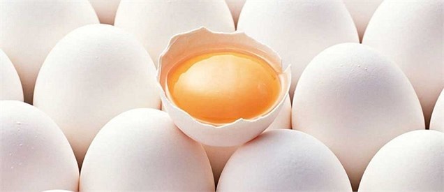 نشست فوری ۲ وزارتخانه برای تعیین قیمت تخم مرغ