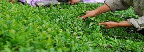 ۱۰۰ کارخانه چای تعطیل شدند/ واردات ۱۰۰ هزار تن چای قاچاق به کشور