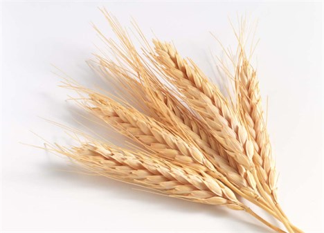 تغییر استراتژی تولید گندم در ایران