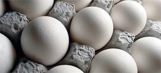دولت صنعت تخم مرغ را همراهی نمی‌کند