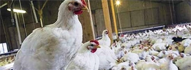 ایران در تولید مرغ خودکفا شد