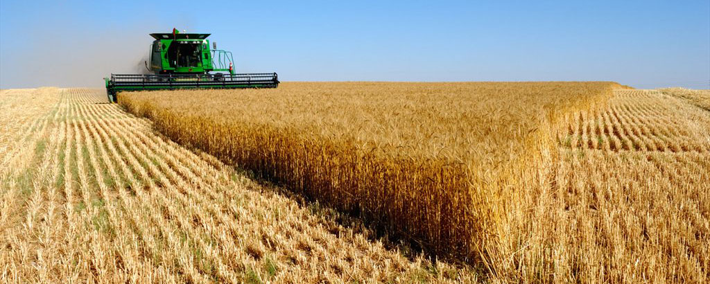 ۳۰ هزار تن گندم در اردبیل صادر می شود
