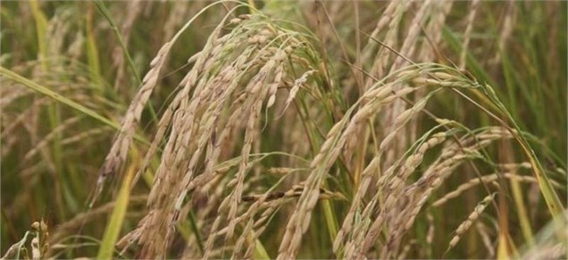 بخشنامه‌ ممنوعیت کاشت برنج در ۱۴ استان امسال هم عملیاتی نمی‌شود
