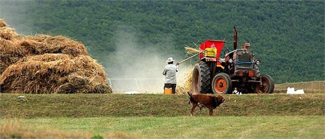 خرید تضمینی 34 هزارتن گندم از کشاورزان هرمزگانی