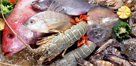 مدعیان انحصار در صادرات شیلات، یک کیلوگرم ماهی هم صادر نکرده‌اند
