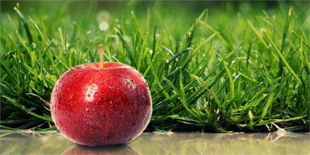 تولید و صادرات جهانی سیب درختی  در سال جاری