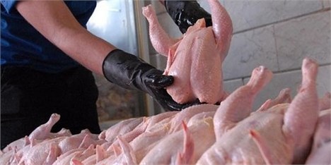 مرغ زیر ۷۰۰۰ تومان ضرر است
