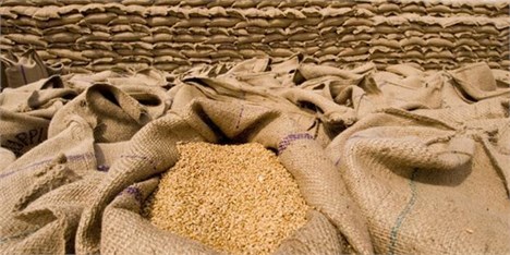 خرید تضمینی ۳۱۹ هزار تن گندم از کشاورزان آذربایجان‌شرقی
