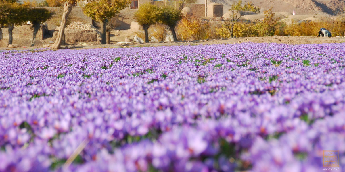 طرح آرمانی زعفران نتیجه داد