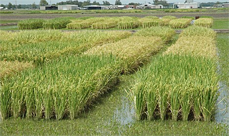 تعرفه 40 درصدی واردات برنج / افزایش قیمت برنج خارجی به 4600 تومان