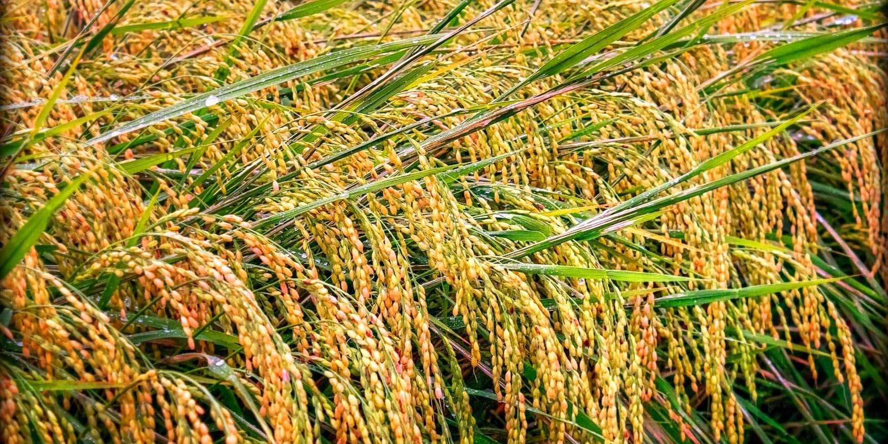 کاهش 15.3 درصدی قیمت برنج نسبت به پاییز 93