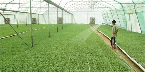 جزئیات پروژه‌های توسعه کشاورزی گلخانه‌ای در ایران