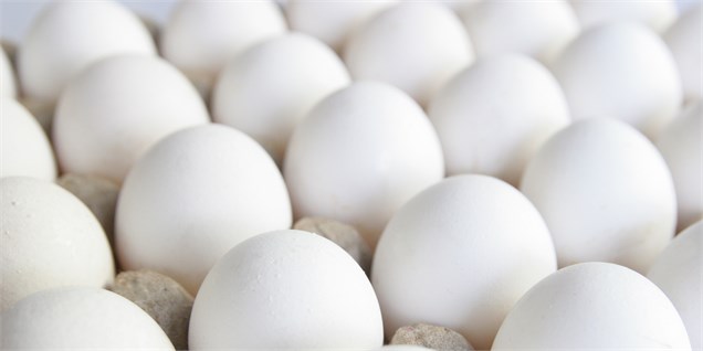 صادرات ۹۴ هزار تن تخم‌مرغ در سال گذشته
