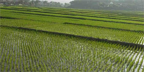 واردات برنج آمریکایی با وجود ممنوعیت