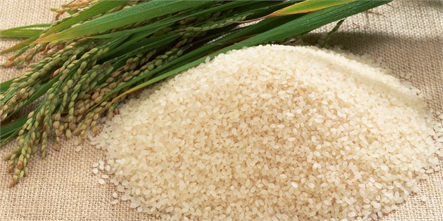 چه کسی پشت پرده افزایش قیمت برنج ایستاده؟