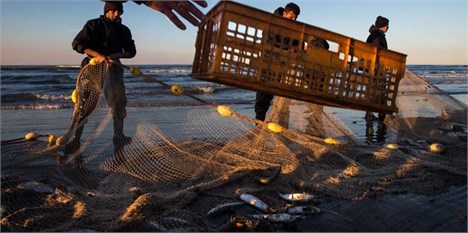 توسعه پرورش ماهی در قفس گامی برای تحقق اقتصاد مقاومتی