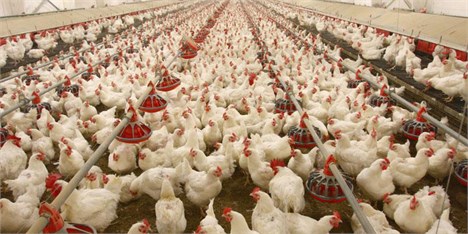 طرح کاهش وزن کشتار مرغ بعد از ماه رمضان اجرا می‌شود