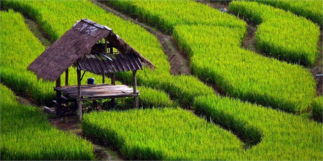 گزارش آخرین وضعیت بازار جهانی برنج و روند تولید و قیمتها در سال زراعی 2016/17