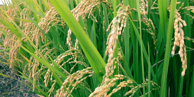 سقوط واردات برنج و افزایش ۳ برابری قیمت