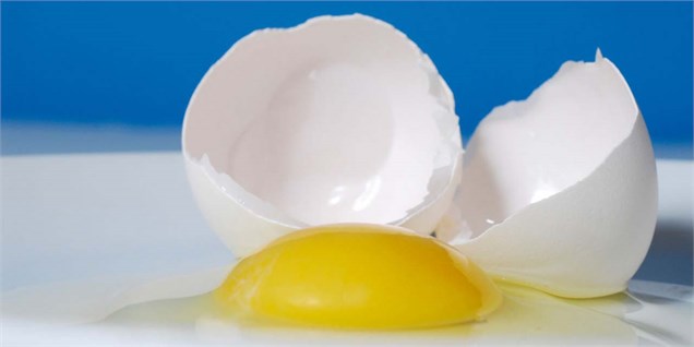 تخم مرغ ایران به ۱۰ کشور جهان صادر می‌شود