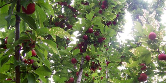 ارقام تجاری درختان میوه امسال وارد باغ‌ها می‌شود