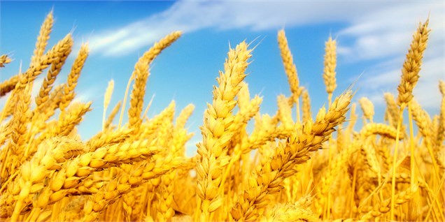 14 هزار تن گندم امسال از مزارع کشاورزی زابل برداشت می‌شود
