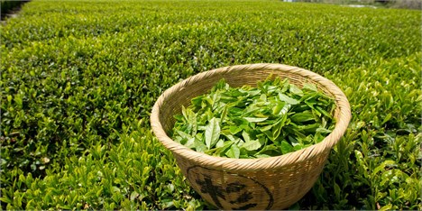 ضریب خودکفایی صنعت چای به 22 درصد رسید