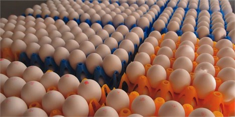 هر شانه تخم مرغ را بیشتر از 12500 تومان نخرید