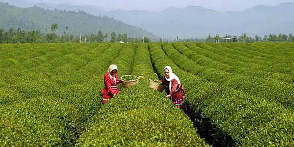 هند روی محصولات کشاورزی ایران تعرفه ۵۰ درصدی تعیین کرد