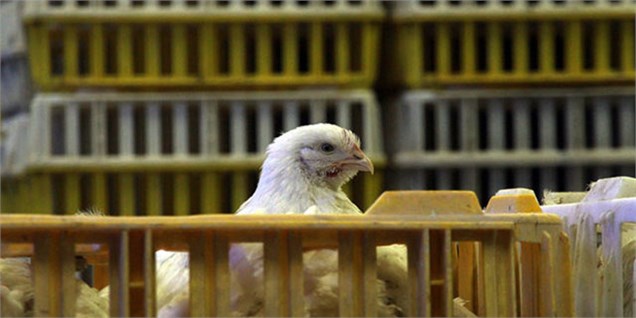 عظیم حجت: کاهش قیمت مرغ بر شانه‌های مرغداران سنگینی می‌کند